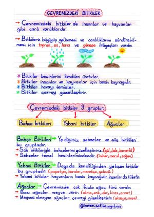 1. Sınıf Çevremizdeki Bitkiler Etkinliği